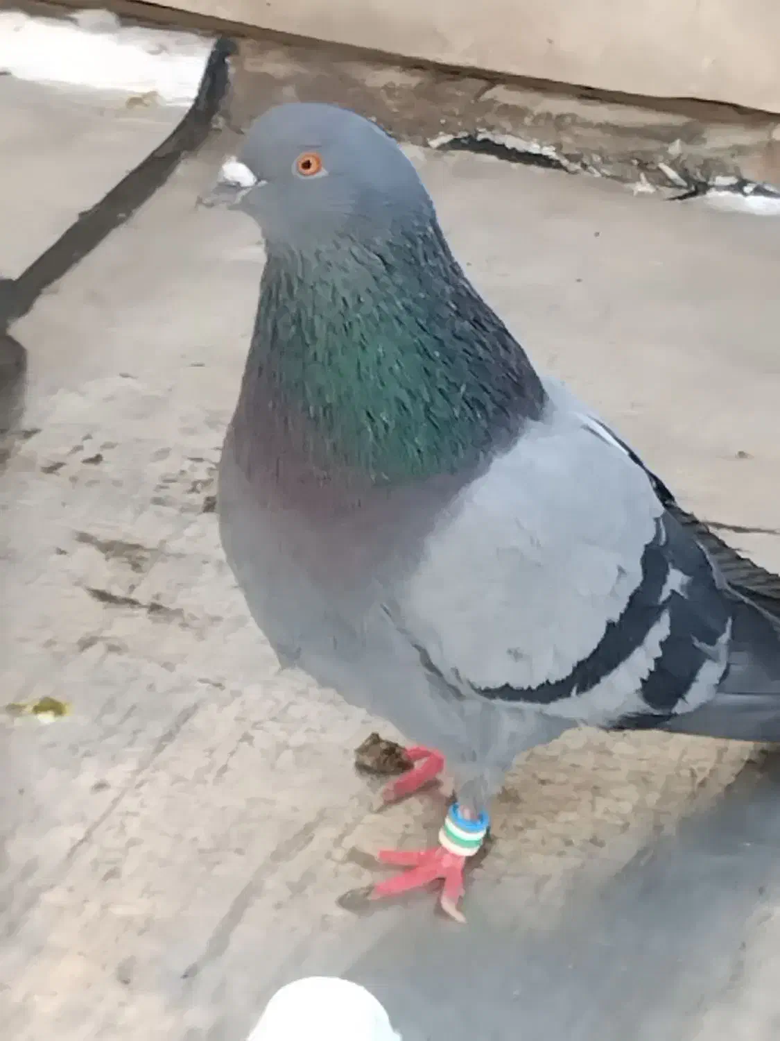 کبوتر|پرنده|تهران, زرکش|دیوار