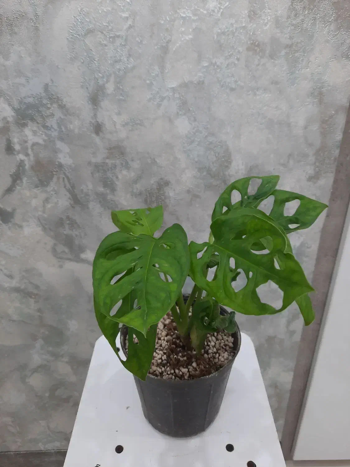 طبیعت را به خانه بباورید|گل و گیاه طبیعی|اهواز, ۳۰ متری|دیوار