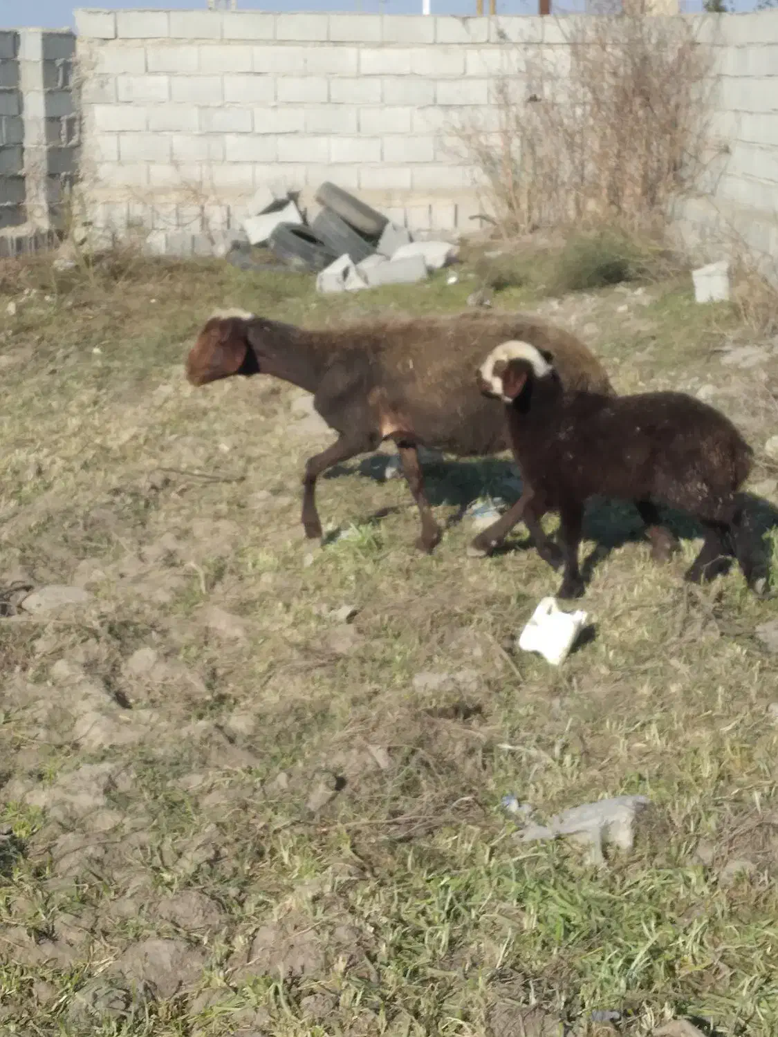 گوسفند داشتی بره دار بره ماده|حیوانات مزرعه|بندر ترکمن, |دیوار