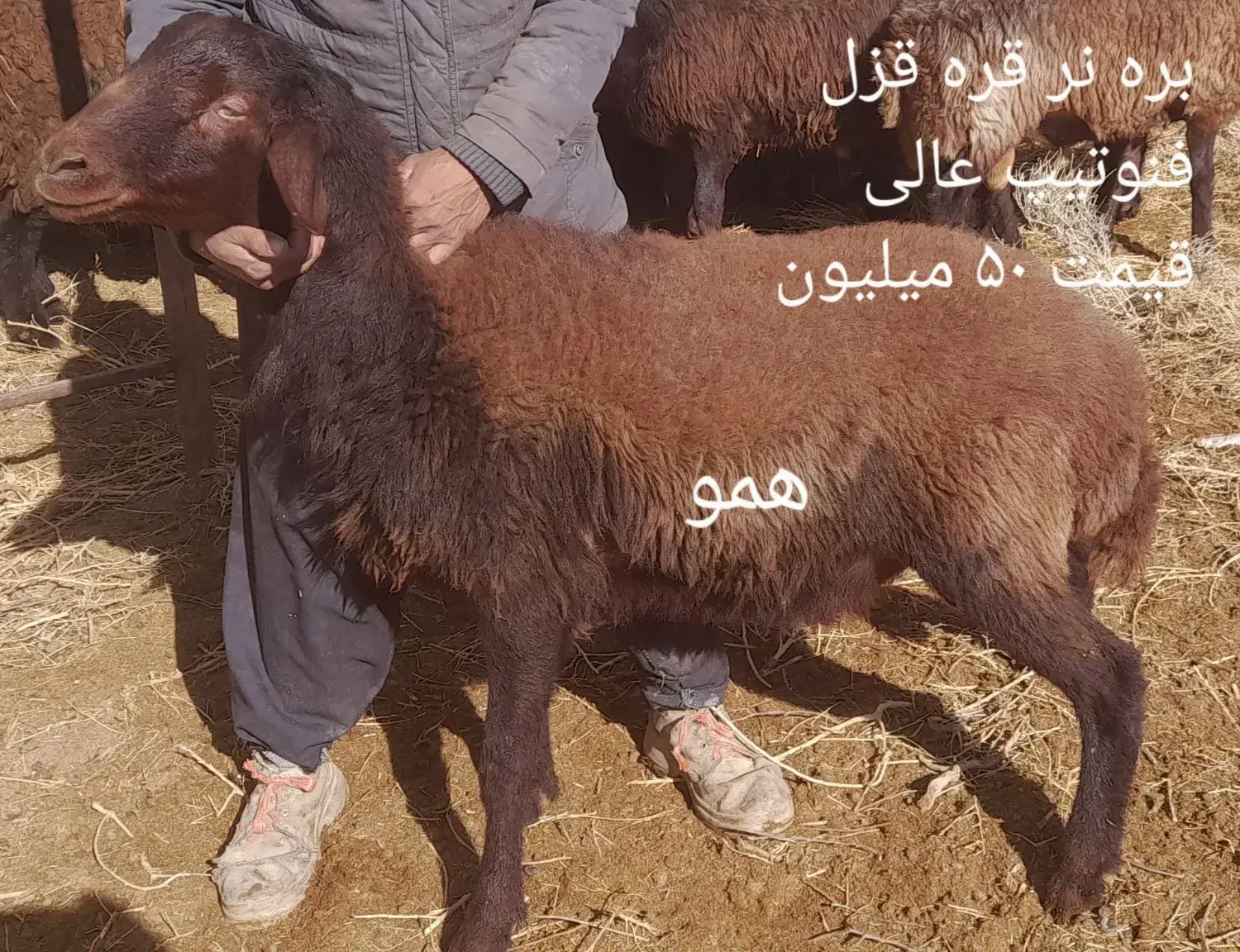 گوسفند چند قلوزا|حیوانات مزرعه|کاشان, خرمدشت|دیوار