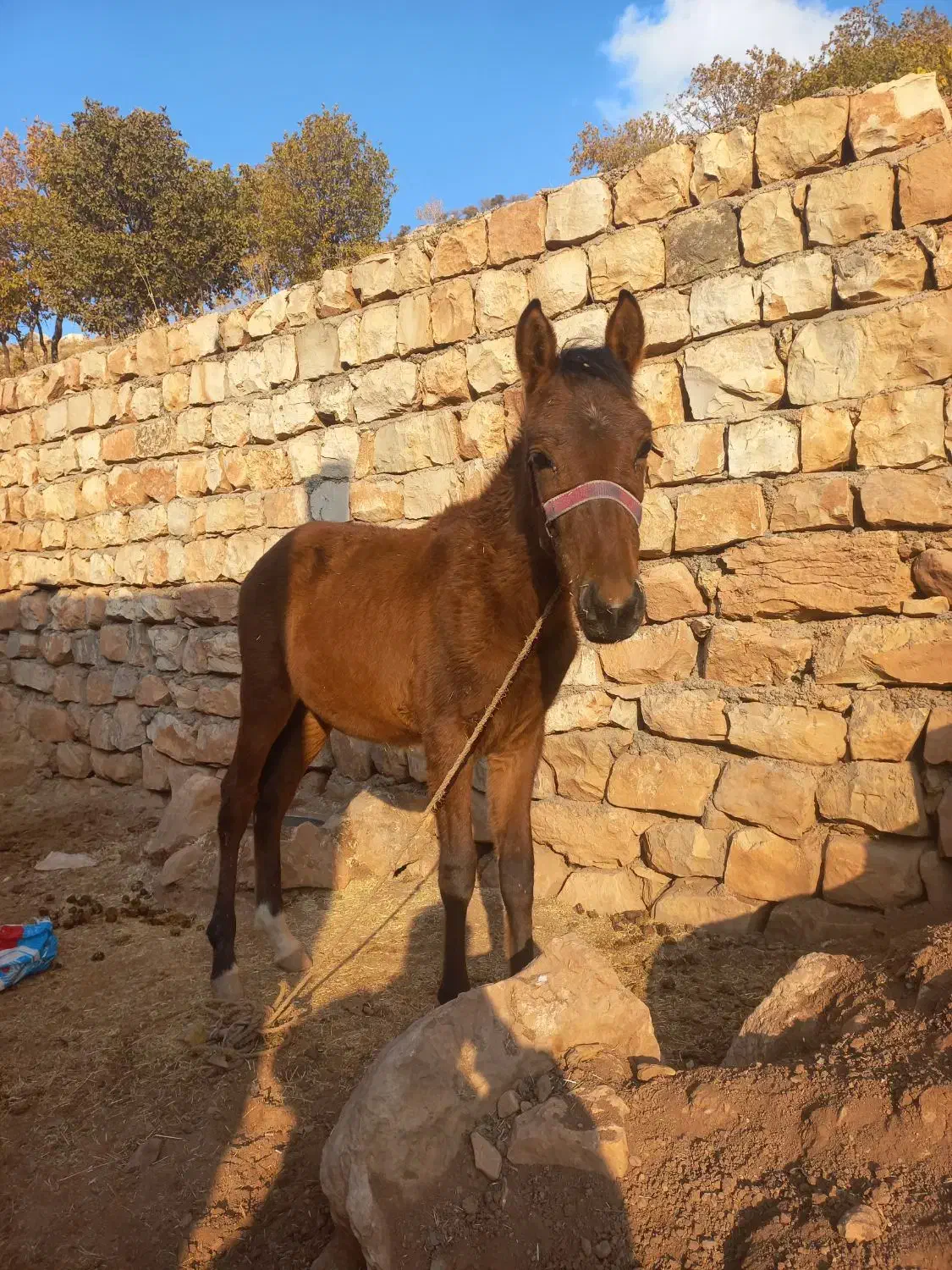 کره اسب ۷ ماهه|اسب و تجهیزات اسب‌سواری|کوهدشت, |دیوار