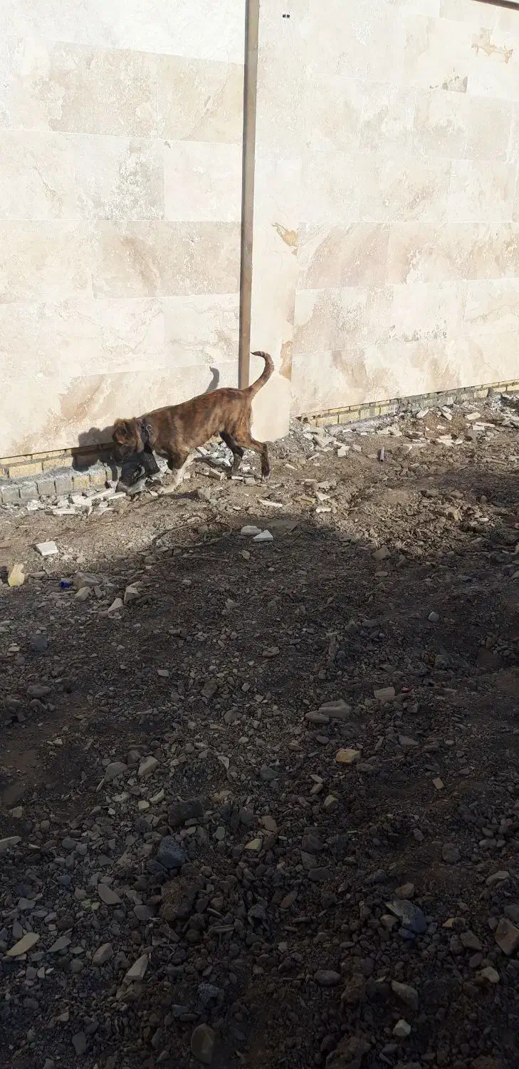 سگ گمشده|سگ|گلبهار, شهر جدید گلبهار|دیوار