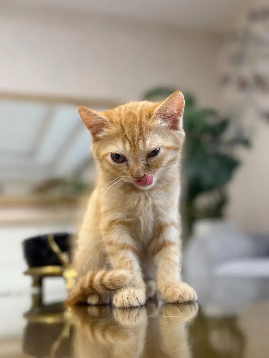 واگذاری بریتیش شورت هیر|گربه|گنبد کاووس, |دیوار