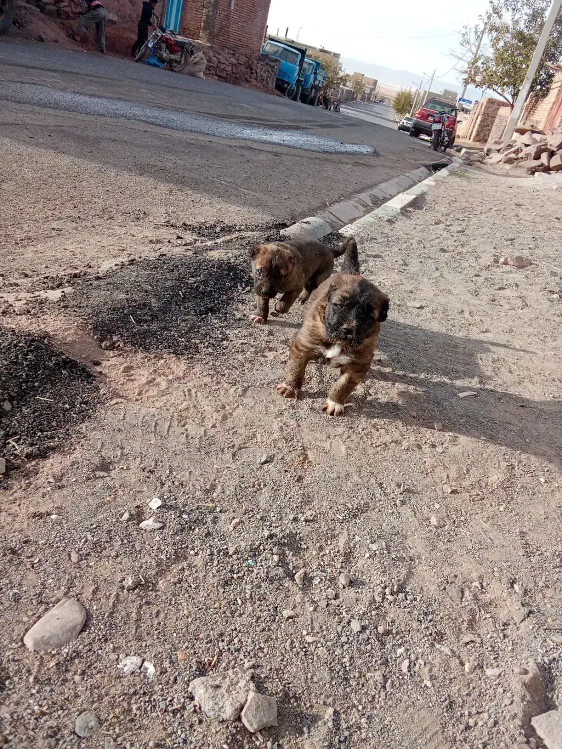 سگ سرابی|سگ|تربتحیدریه, پائین ولایت|دیوار