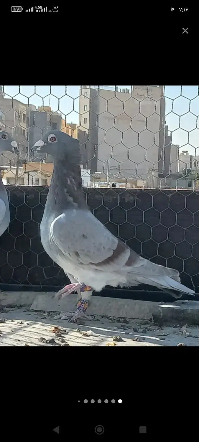 کاکلی یا تاجی پلاکی نر|پرنده|شیراز, لاله|دیوار