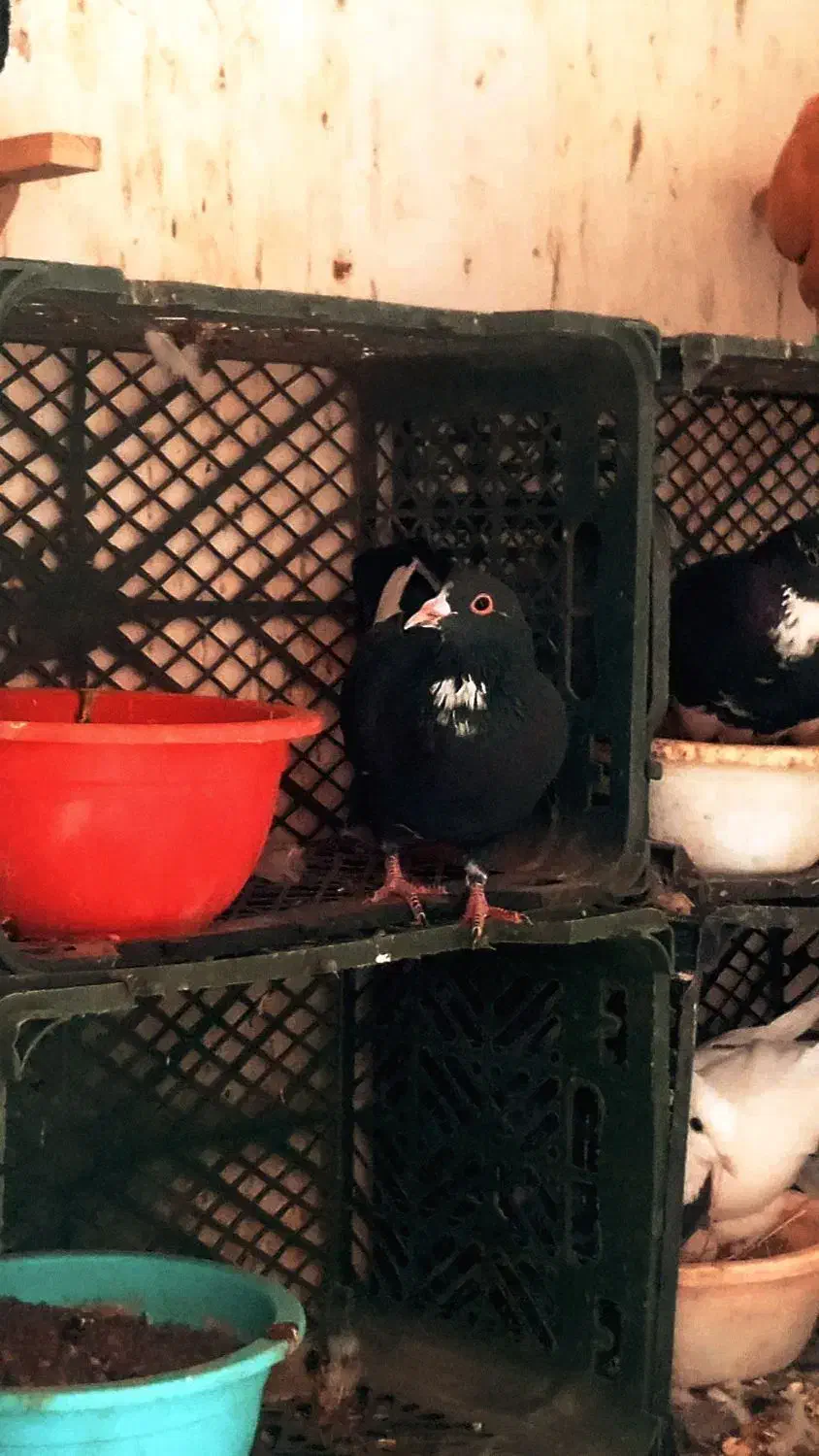 سه عدد ماده طوقی با یال افشون ماده|پرنده|رفسنجان, |دیوار