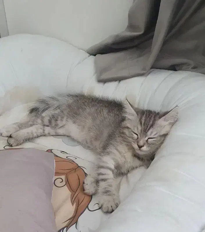 واگذاری دو بچه گربه میکس پرشین و بریتیش رنگ سیلور|گربه|ارومیه, |دیوار