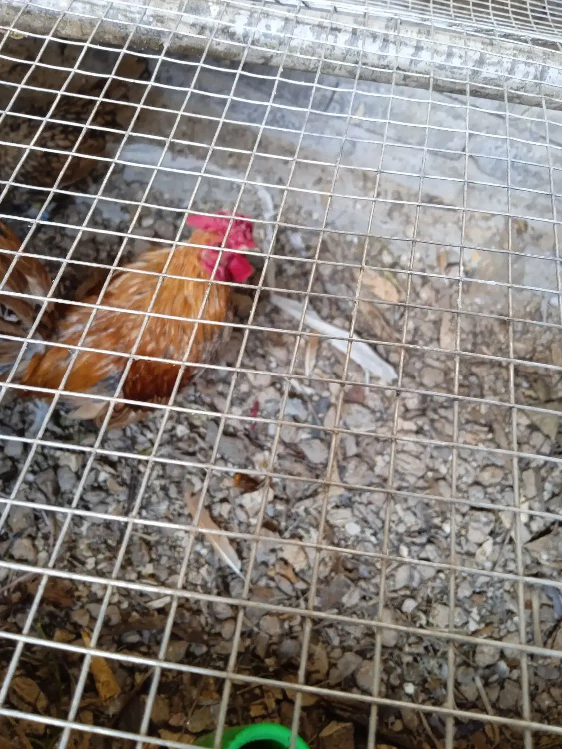 مرغ لاری خروس و خروس مینیاتوری|حیوانات مزرعه|برخوار, |دیوار