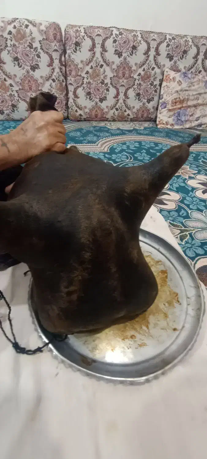 هیزه|ظروف نگهدارنده، پلاستیکی، یکبارمصرف|کوهدشت, |دیوار