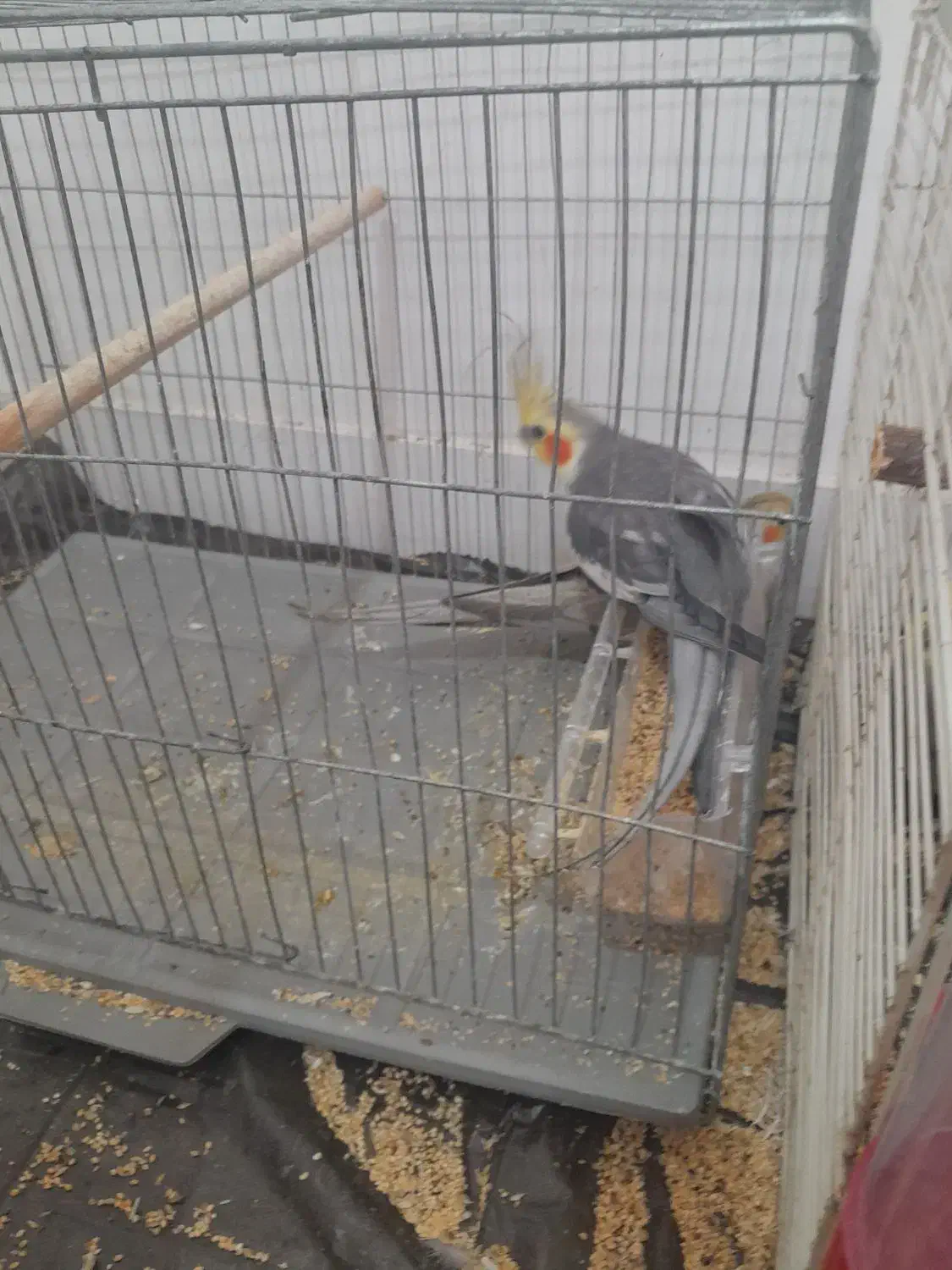 عروس هلندی|پرنده|بندرعباس, |دیوار