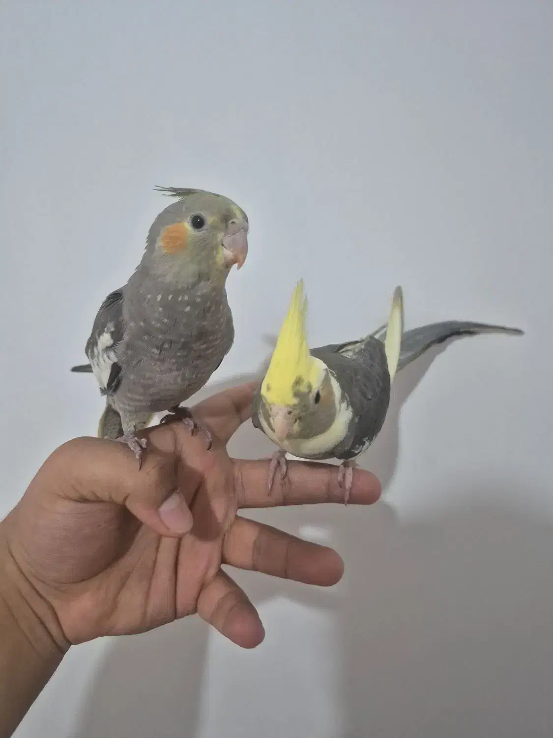 عروس هلندی|پرنده|بندر امام خمینی, |دیوار