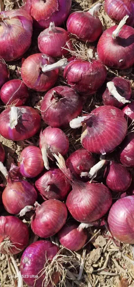 بذر پیاز قرمز درجه یک|گل و گیاه طبیعی|داران, |دیوار