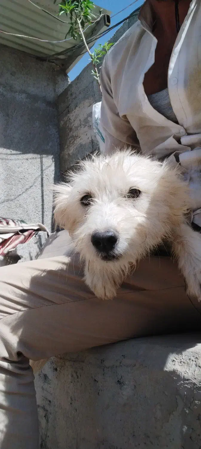 سگ شیتزو نژاد اصل|سگ|تبریز, |دیوار