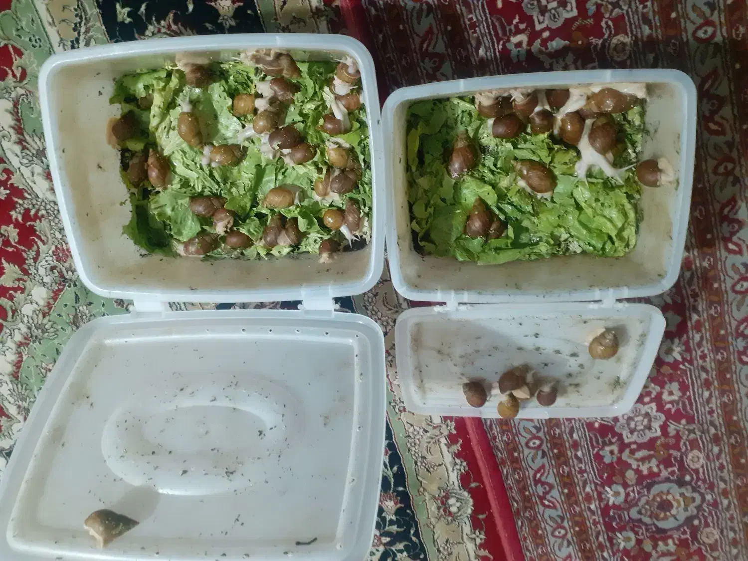 حلزونهای افریقایی آچاتینا مولد و پیش مولد|خزنده|کرج, پیشاهنگی|دیوار