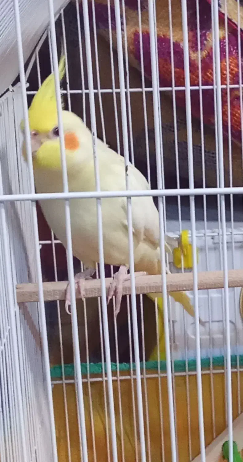 عروس هلندی|حیوانات|آبادان, |دیوار