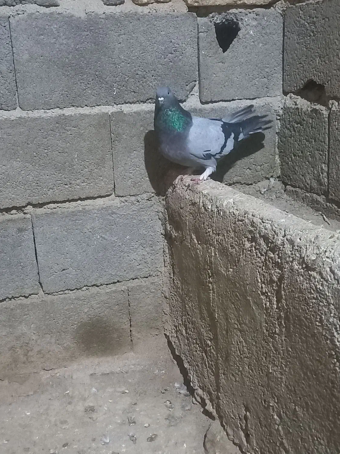 کفتر خوب|پرنده|فارسان, |دیوار