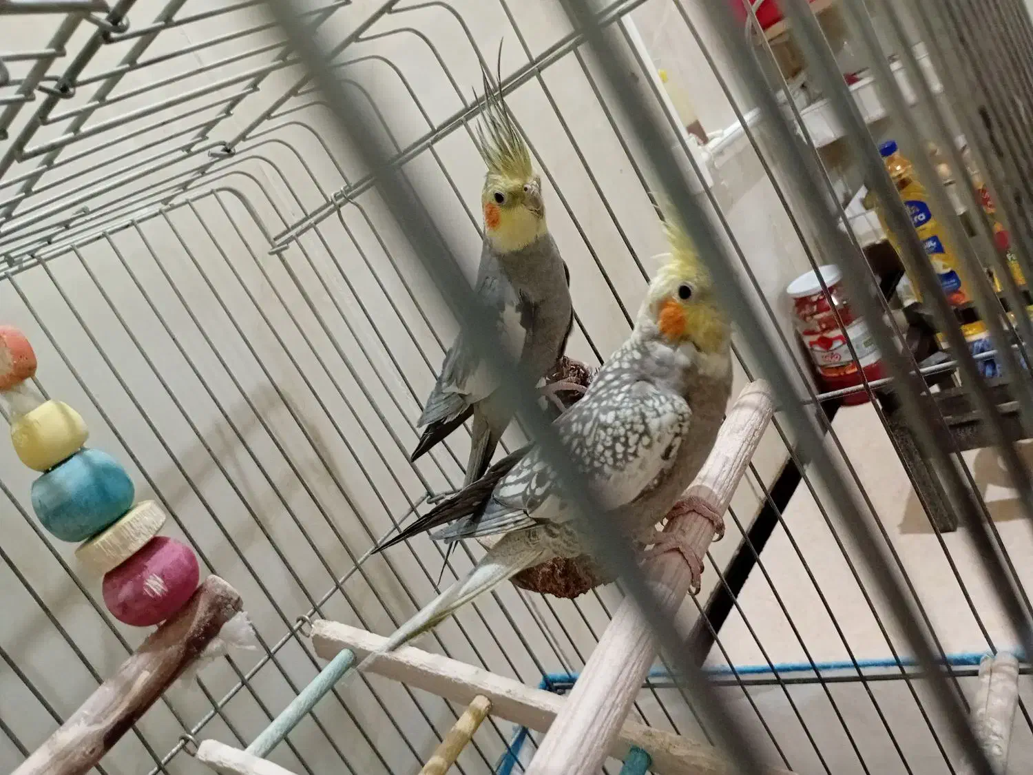 عروس هلندی جفت سخنگو|پرنده|جوانرود, |دیوار