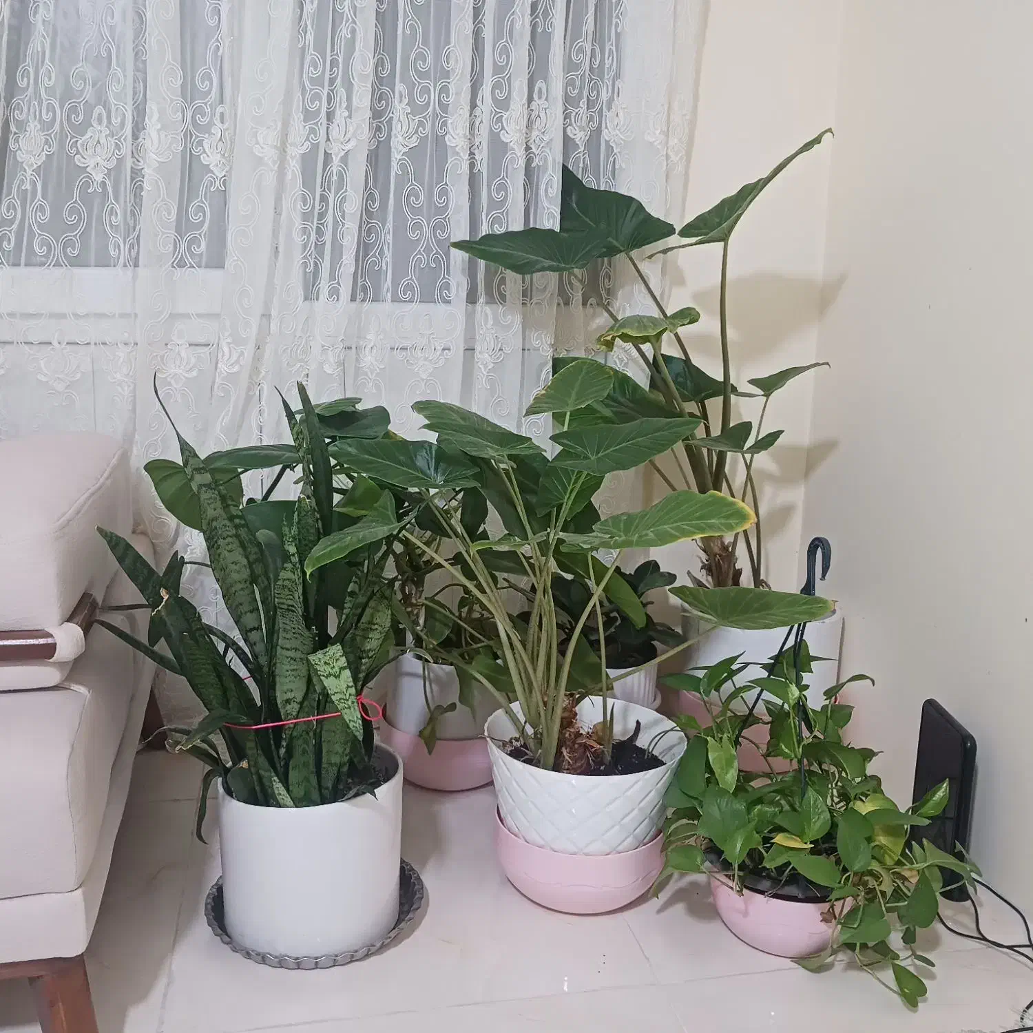 گل آپارتمانی|گل و گیاه طبیعی|پرند, فاز ۶|دیوار