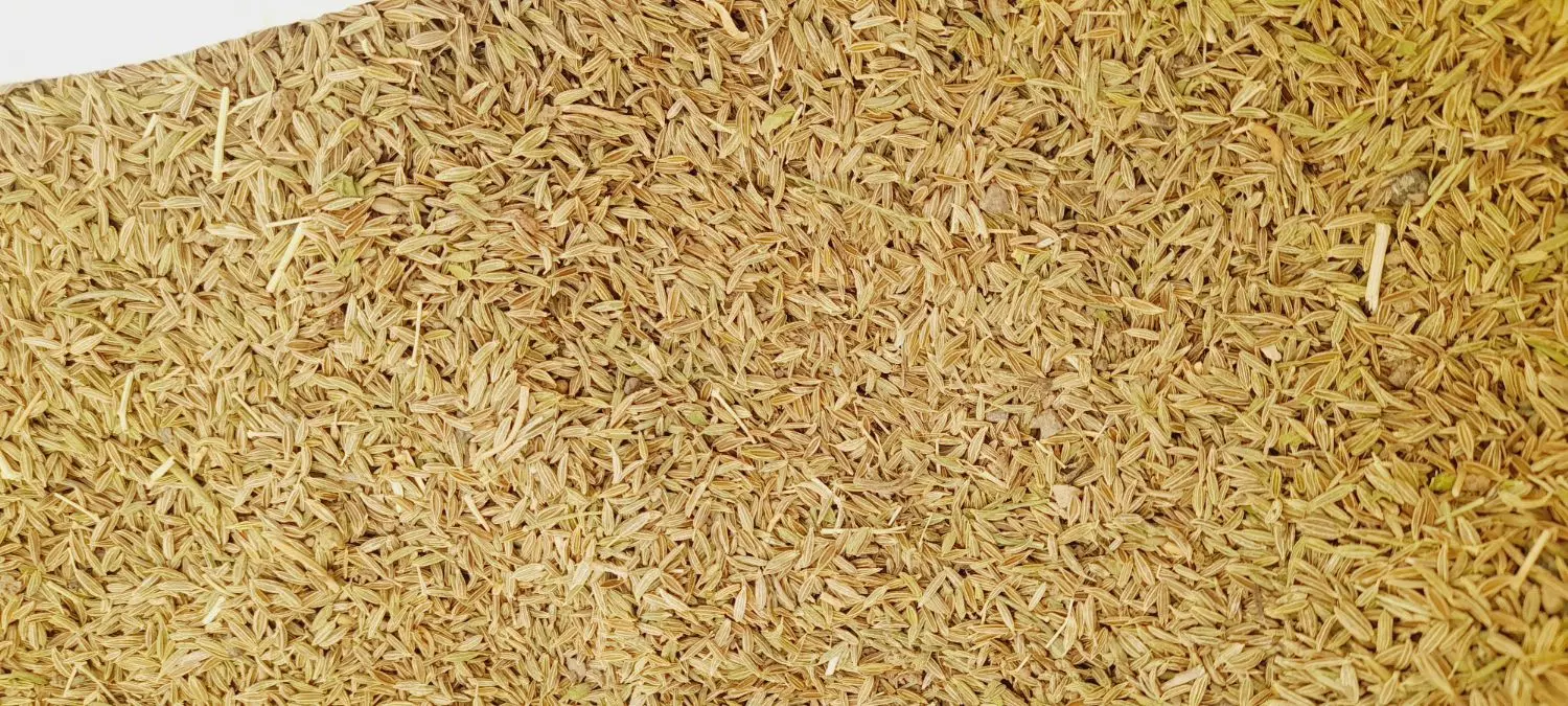 گندم|گل و گیاه طبیعی|جوین, |دیوار