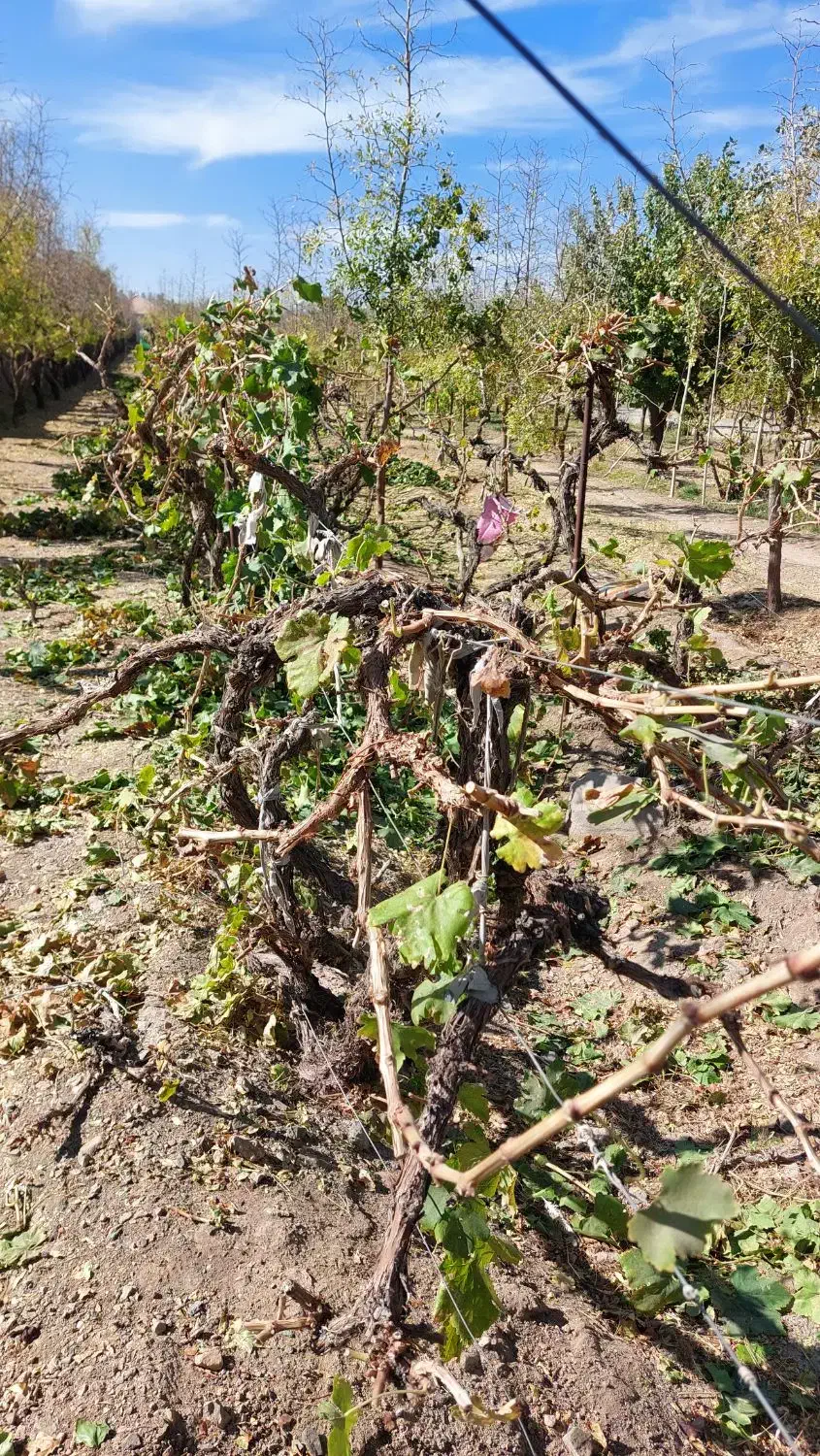 هرس و پیوند انواع درختان میوه ای|خدمات باغبانی و درختکاری|بیرجند, |دیوار