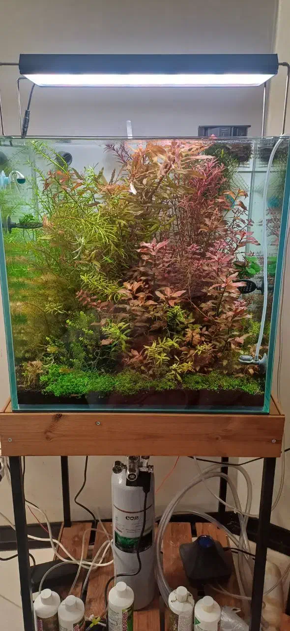 اکواریوم تجهیزات پلنت co2 دفیوزر خاک نور انوبیاس|ماهی|اصفهان, طامه|دیوار