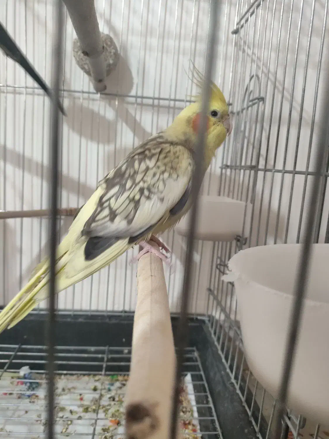 عروس هلندی نر|پرنده|نسیمشهر, |دیوار