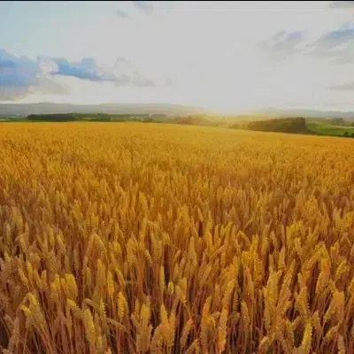 زمین کشاورزی|فروش دفتر صنعتی، کشاورزی، تجاری|بیلوار, |دیوار