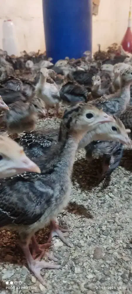 جوجه بوقلمون 20روزه بوربن و برنز|حیوانات مزرعه|شهریار, رزکان|دیوار