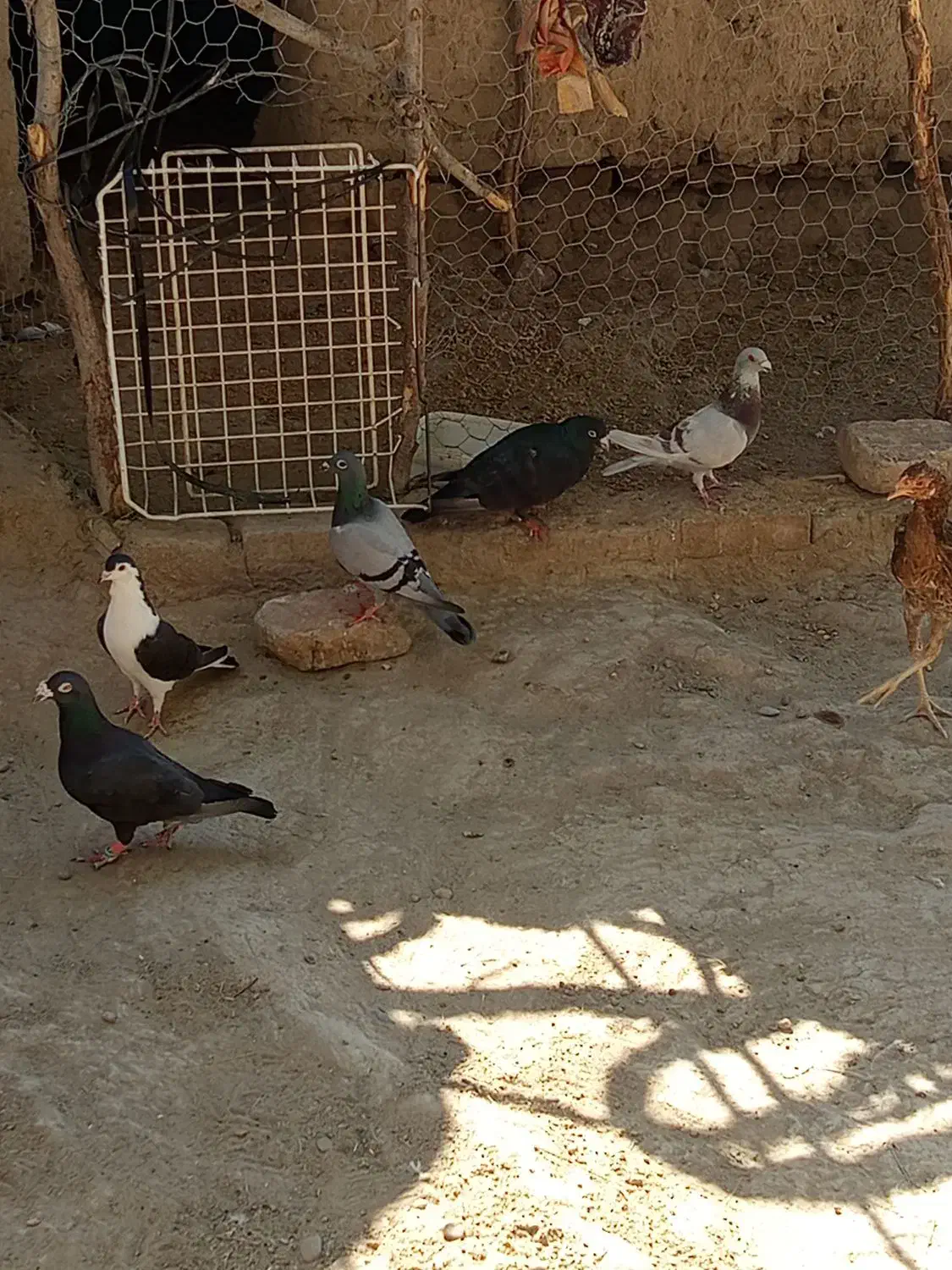 کبوتر چاشنی|پرنده|هامون, |دیوار