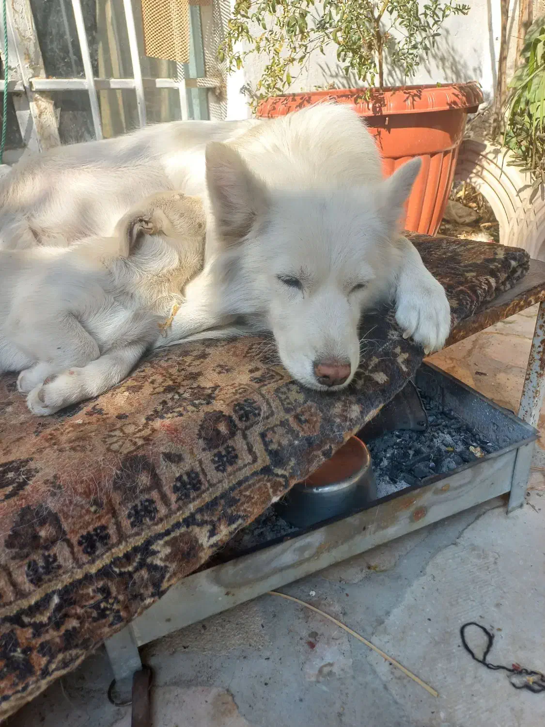 سگ میکس هاسکی چشم آبی پا کوتاه|سگ|شیراز, ابیوردی|دیوار