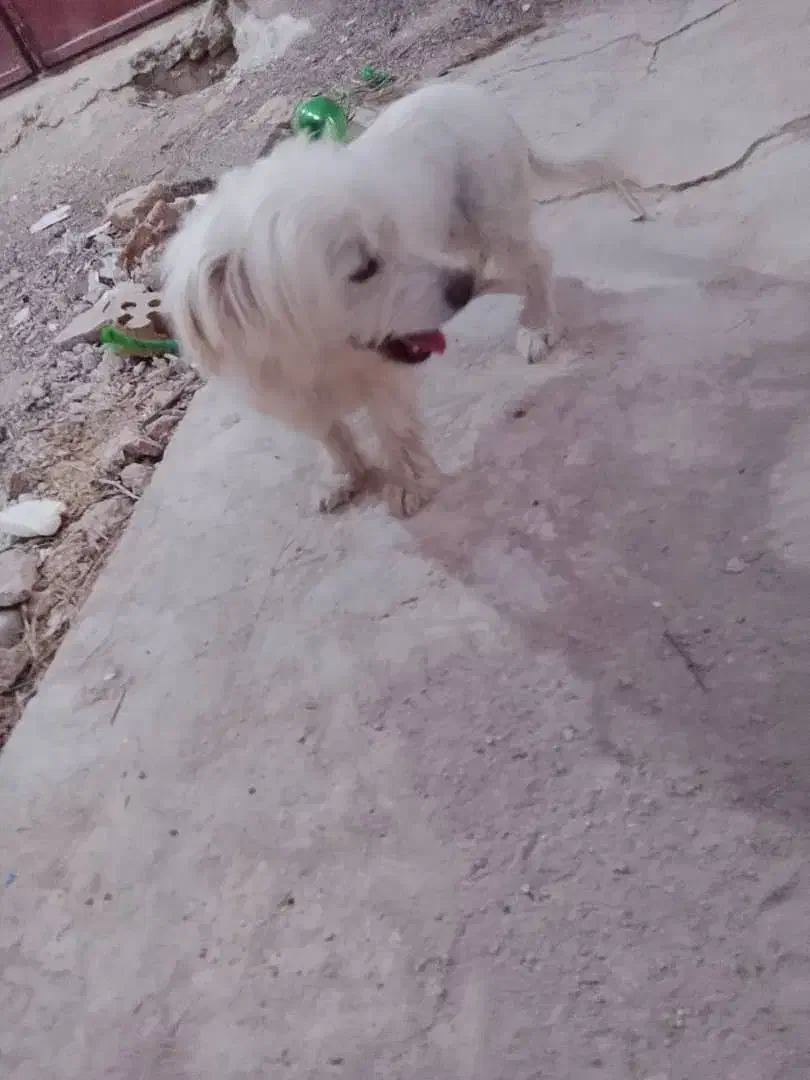 سگ پاکوتاه نر|سگ|مسجد سلیمان, |دیوار