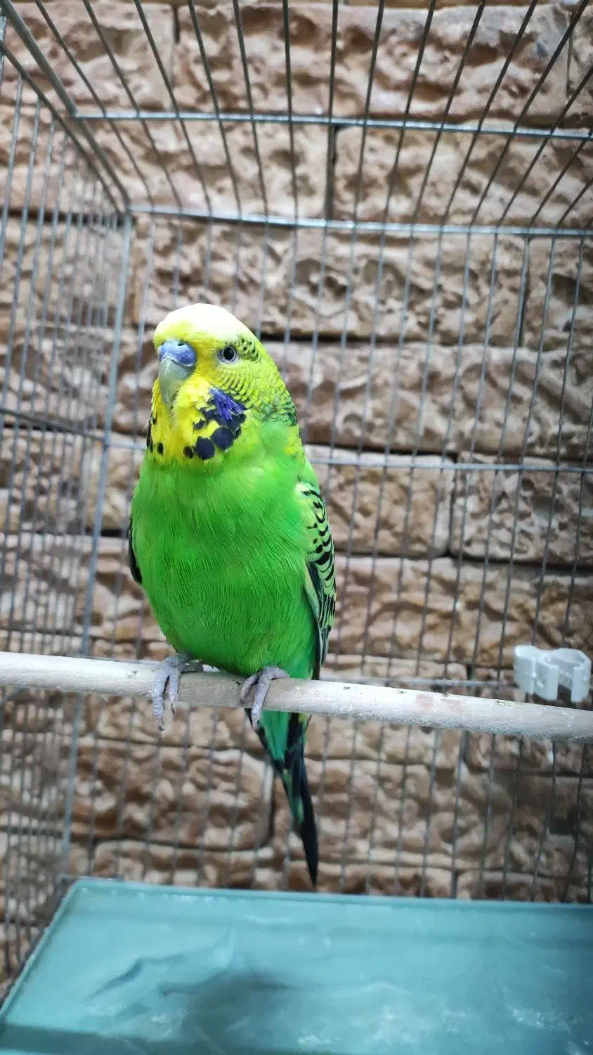 مرغ عشق|پرنده|قرچک, پویینک|دیوار