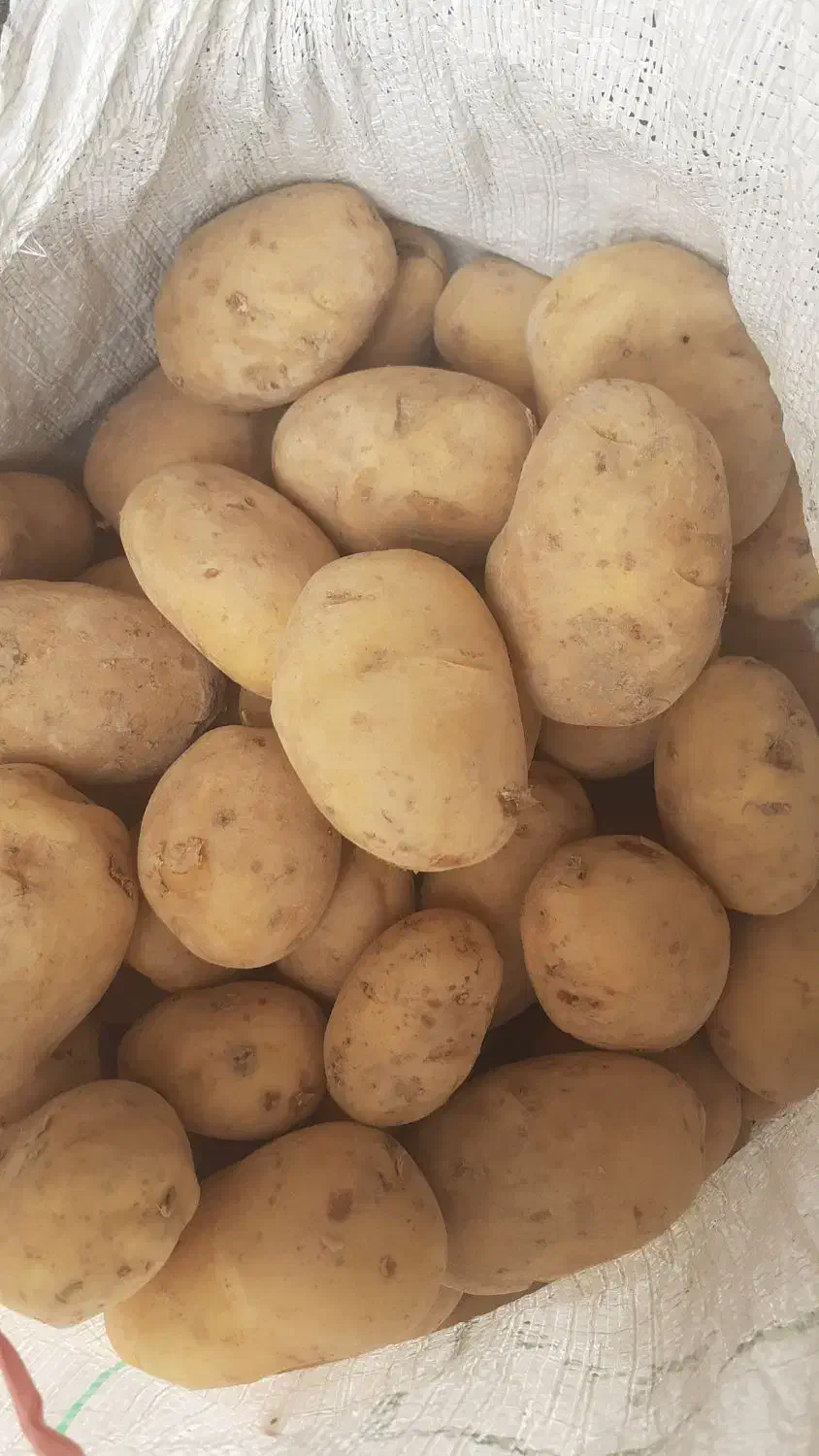 فروش فوری سیب زمینی|حراج|مبارکه, |دیوار