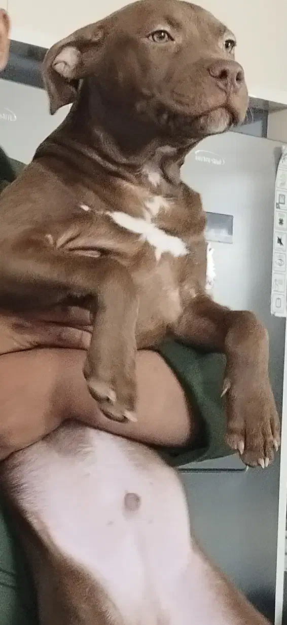 سگ نژاد دار|سگ|مشهد, حسین‌آباد|دیوار