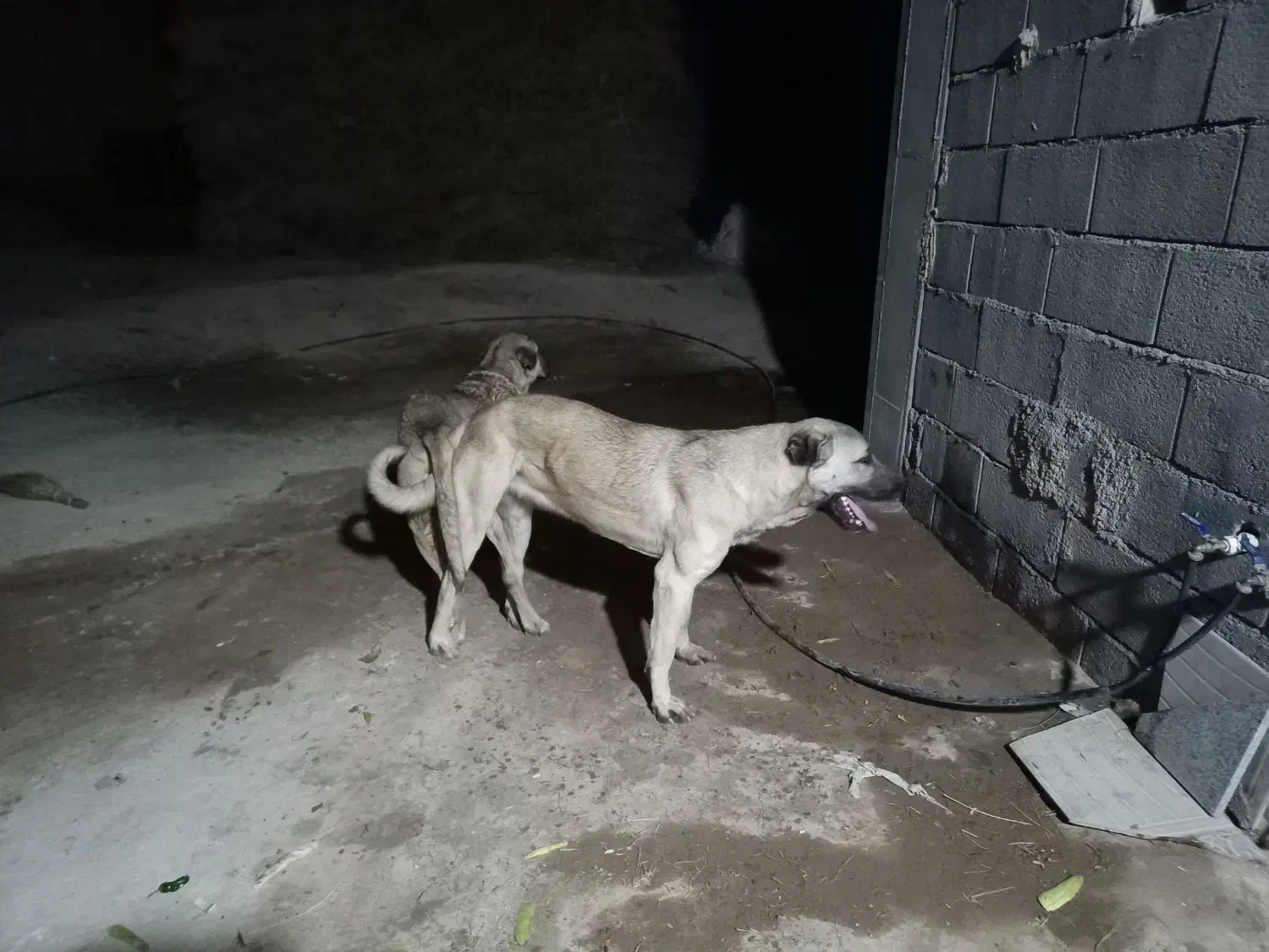 توله ۱۷ماهه پژدر|سگ|مراغه, |دیوار