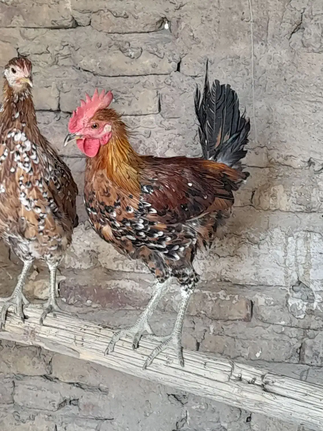 تخم نطفه دار گلین لری قلم سبز اصل|حیوانات مزرعه|قم, بلوار امین و ساحلی|دیوار