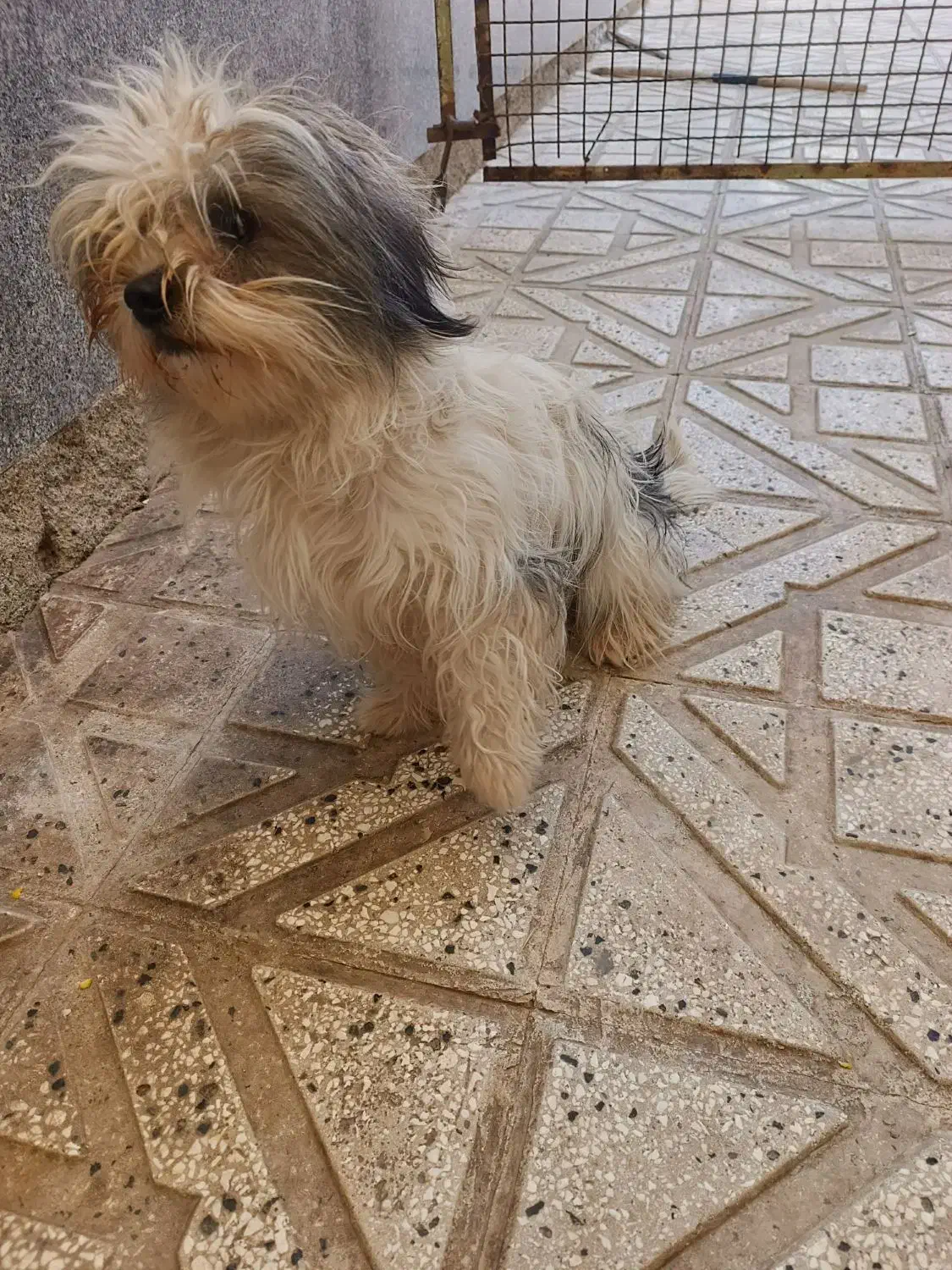 واگذاری شیتزو|سگ|سبزوار, شرق کال عیدگاه|دیوار