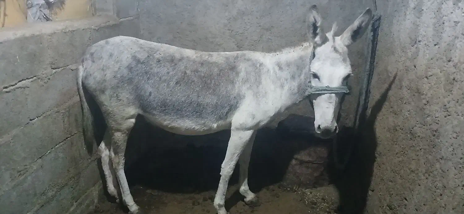 یک عدد الاغ ماده|حیوانات مزرعه|کوهمره, |دیوار