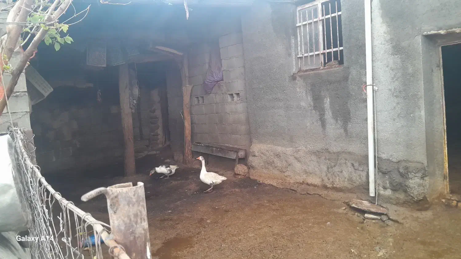 غاز|حیوانات مزرعه|دینور, |دیوار