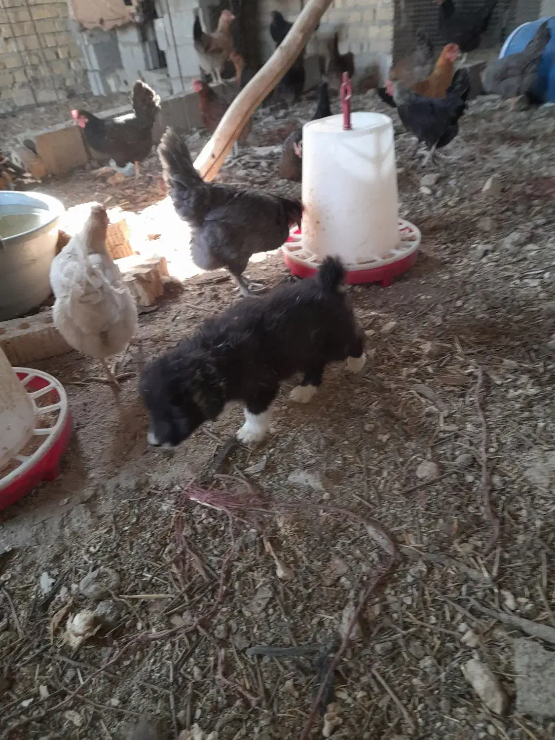 مرغ کرچ|حیوانات مزرعه|مرودشت, مجد آباد|دیوار