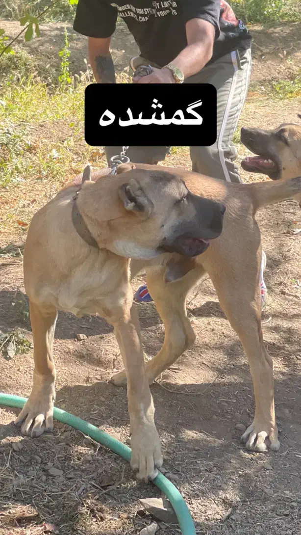 سگ سرابی گمشده یابنده مژدگانی ۲۰ میلیونی|حیوانات|مراغه, |دیوار