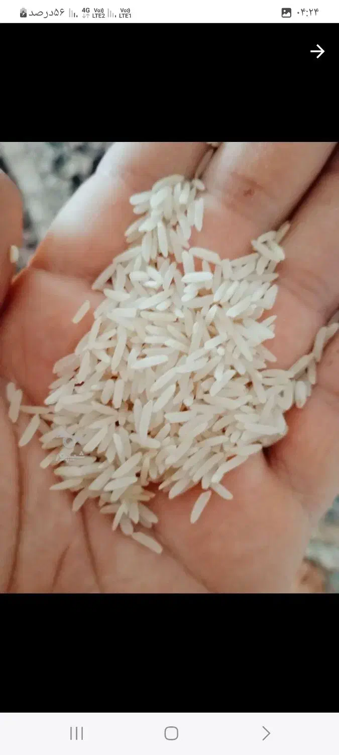 فروش برنج فجرسوزنی ۹۰روزه|خوردنی و آشامیدنی|خان ببین, |دیوار