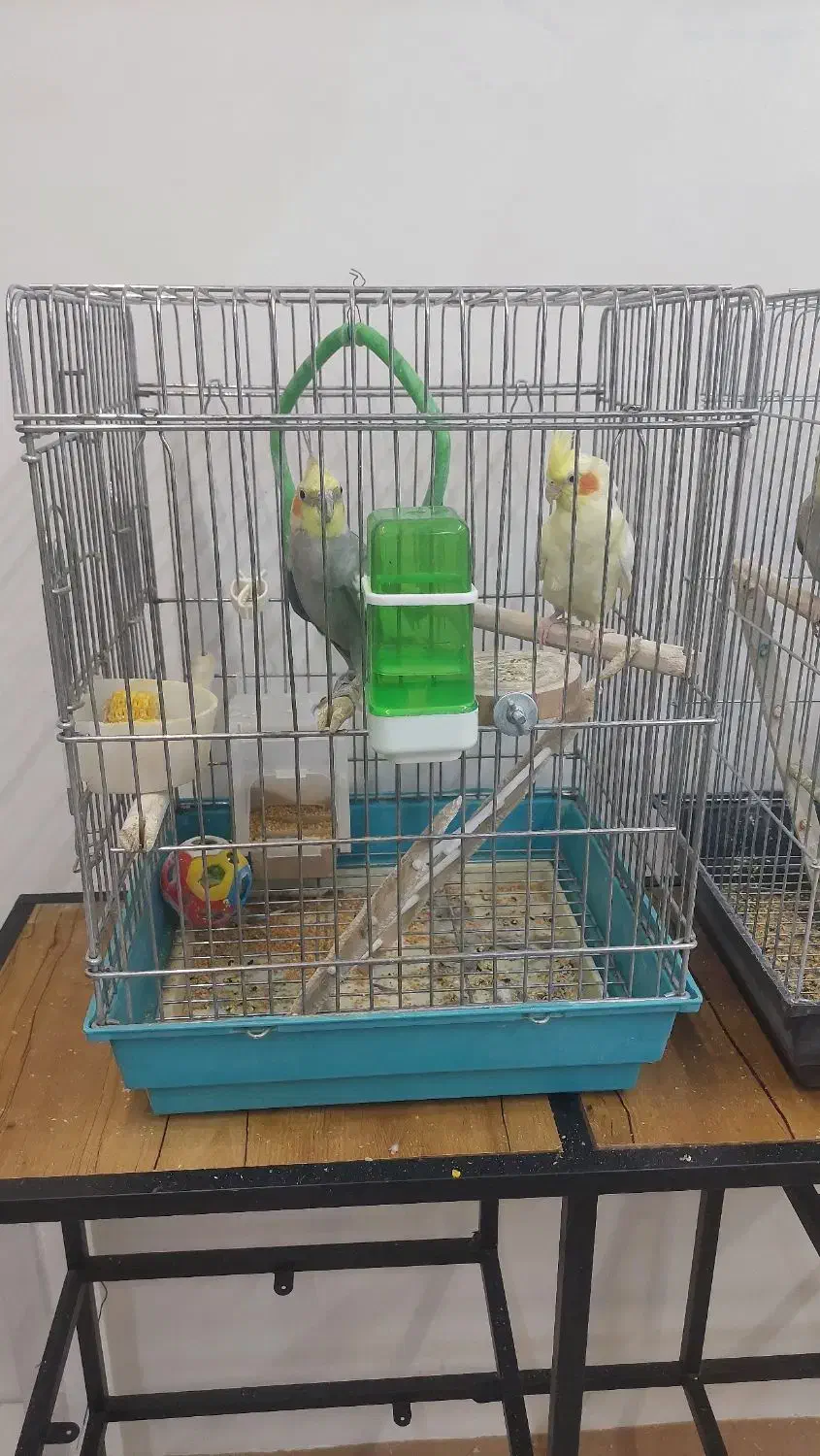 عروس هلندی|پرنده|یزد, |دیوار