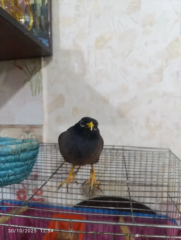 مرغ مینا دستی|پرنده|کارون, |دیوار