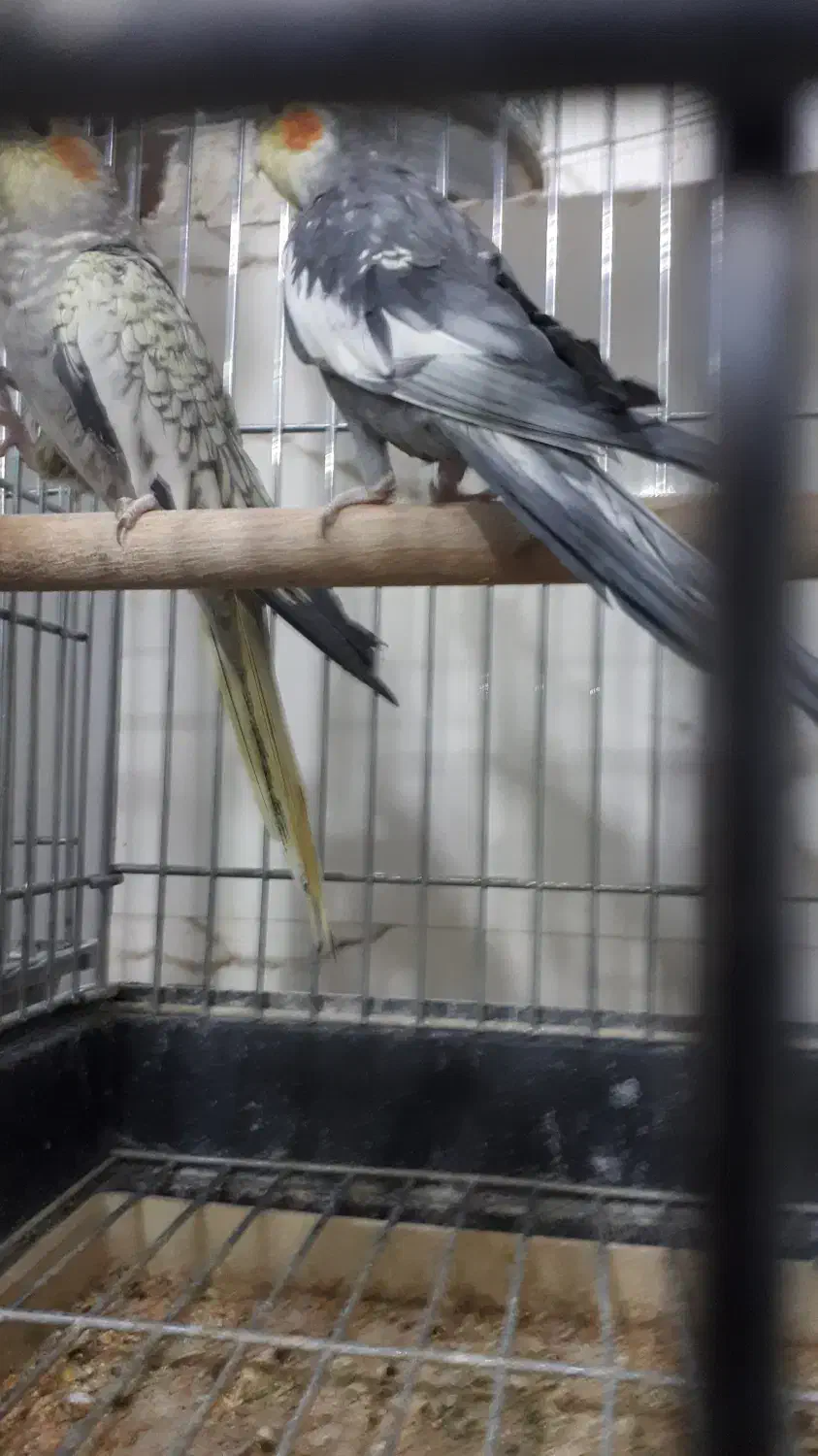 جفت عروس هلندی گرینچیک کوتوله قناری مولدهمه رنگ|پرنده|برخوار, |دیوار