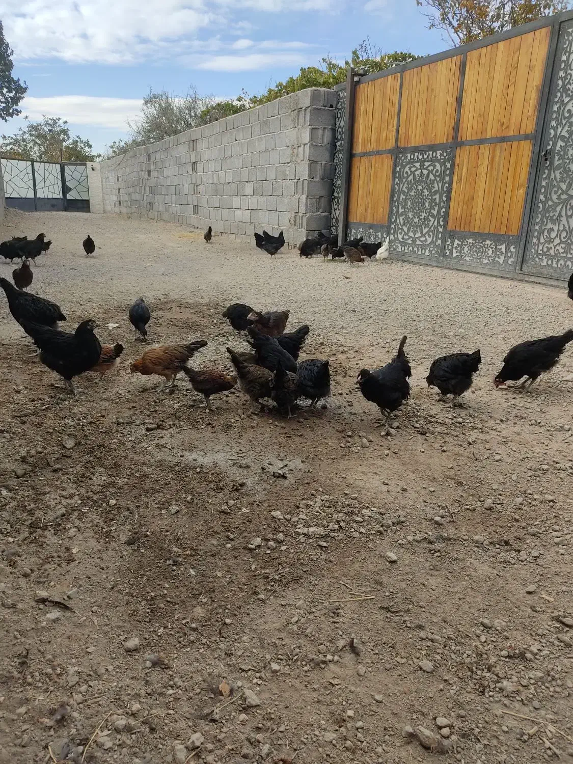 نیمچه گلین لری و تخم نطفه دار استرالوپ ویاندوت|حیوانات مزرعه|تبریز, |دیوار