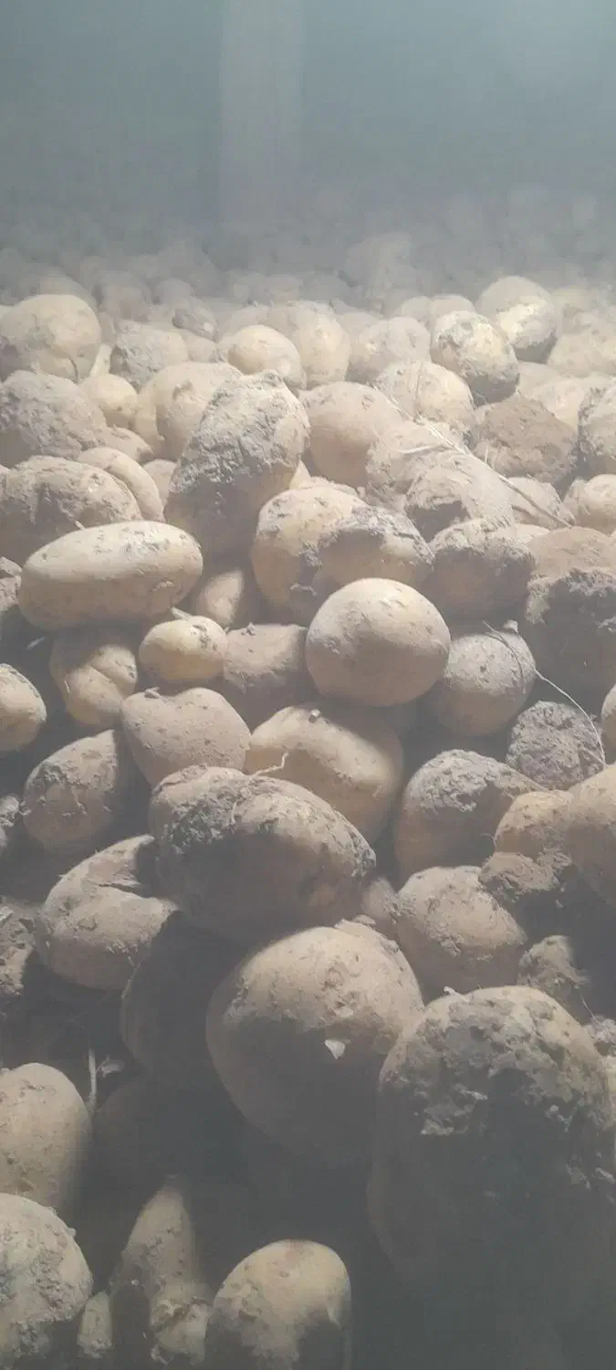 سیب زمینی آگریا کلاسB|عمدهفروشی|آبکوه, |دیوار