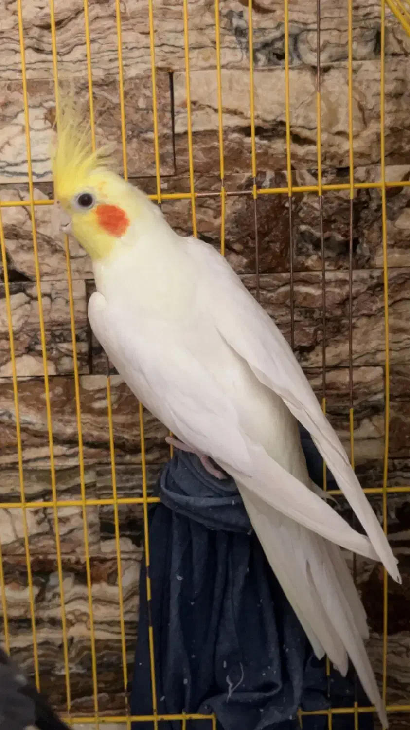 مرغ عروس|پرنده|کاشان, ترک آباد|دیوار