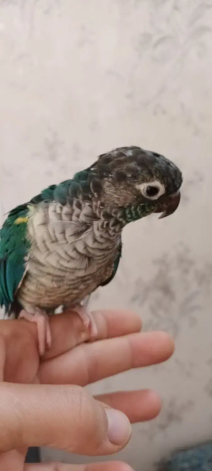 گرینچیک|پرنده|همدان, |دیوار