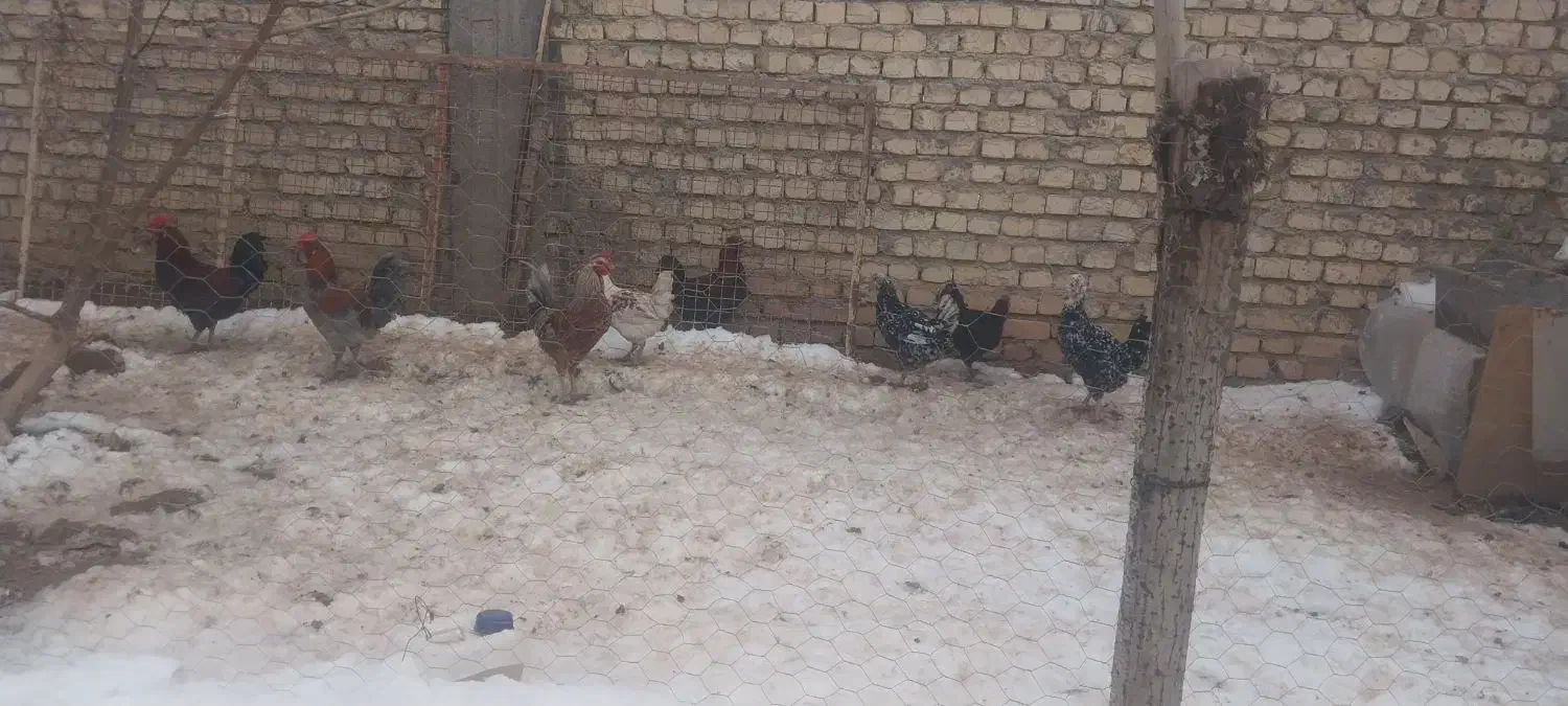 خروس|حیوانات مزرعه|فارسان, |دیوار